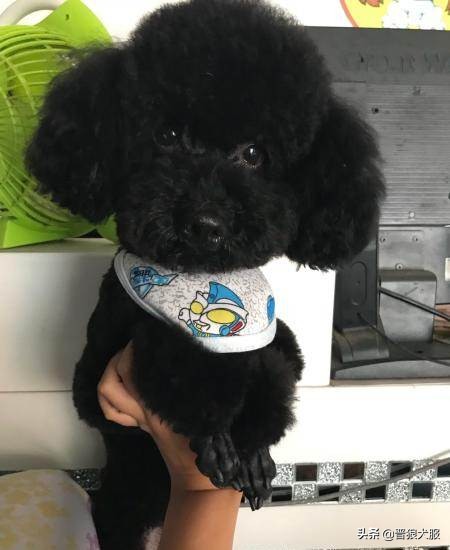 泰迪犬的秘密你知道吗,健康的泰迪犬都有哪些特别的表现