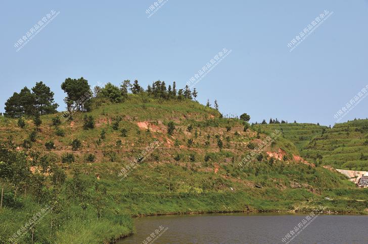 中华道地药材之茯苓,云茯苓是道地药材吗