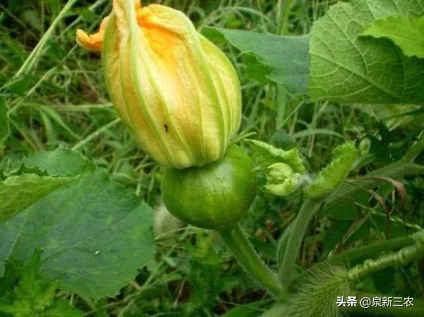 南瓜种到好长都不结瓜怎么办,种南瓜只长秧不开瓜结瓜怎么办