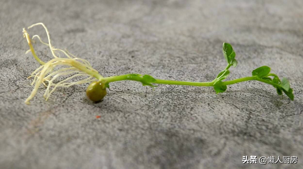 好吃的清炒豌豆苗,豌豆苗的各种做法