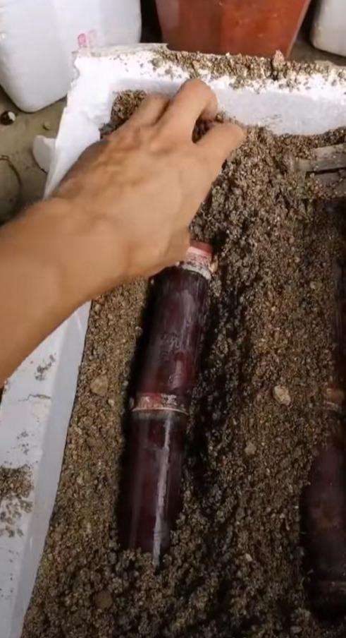 花草养不好怎么办,花草不好养是怎么回事