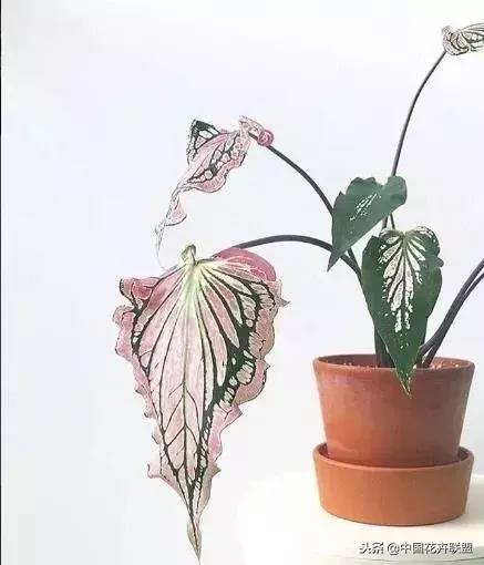 打翻了调色盘的花,打翻了调色盘的美景