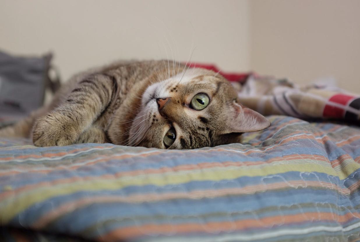 年收入5000万养猫,多少月薪才能养宠物