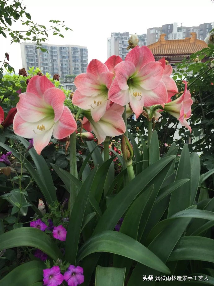 朱顶红阿弗雷爆盆,朱顶红多大口径盆合适