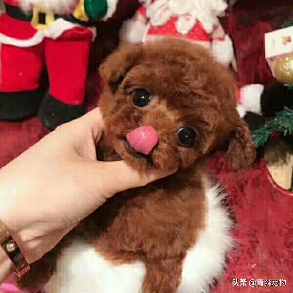 泰迪最后两颗牙齿牙结石怎么去,泰迪狗牙结石严重能吃什么啊