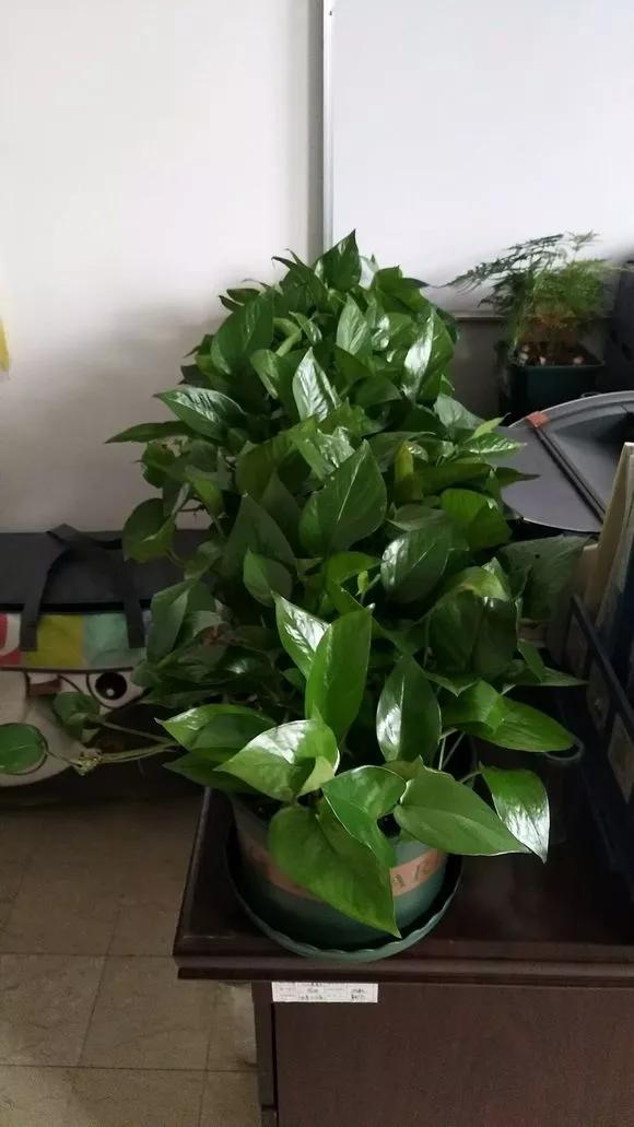 绿萝最爱的4种东西,四种让绿萝疯长的东西