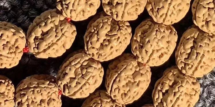 小金刚菩提子各种纹路图片,小金刚菩提的纹路有哪些