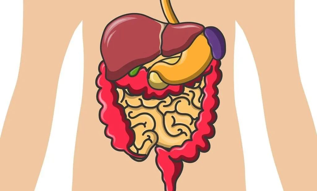 吃完东西就拉肚子营养被吸收了吗,吃了东西就拉肚子是胃炎吗