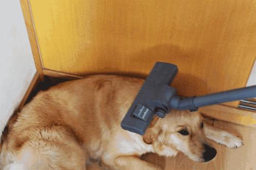 狗狗例假不流血怎么办,狗狗例假清洁