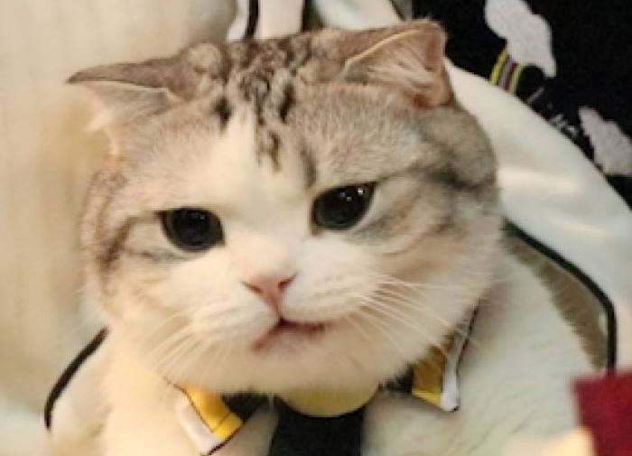 韦德之道九低帮是全掌碳板吗,韦德之道8是高配全掌䨻吗