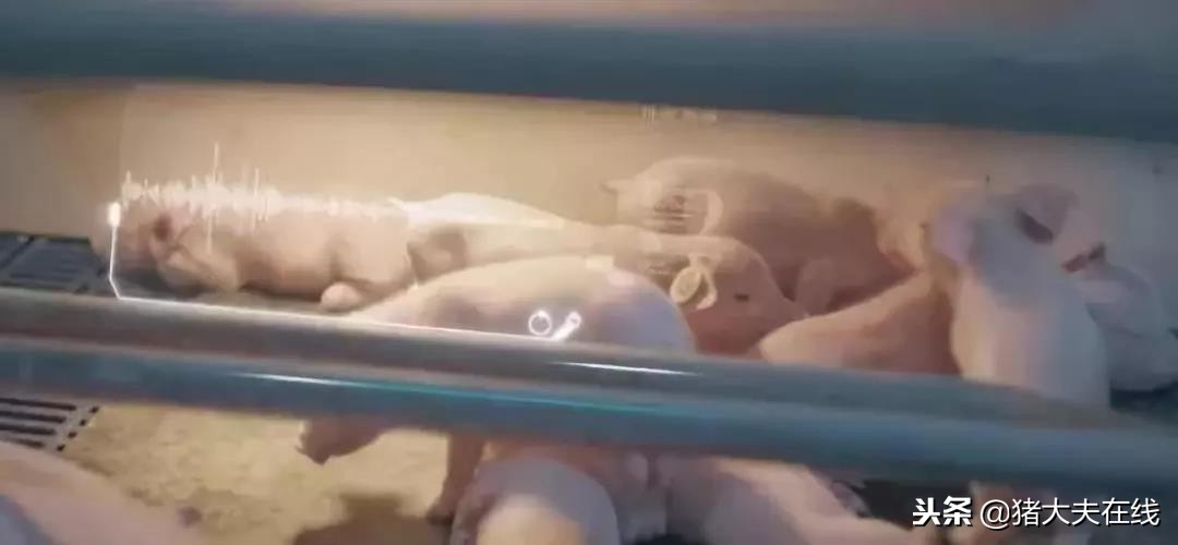 “京东猪”与网易、阿里养的猪有何异同?