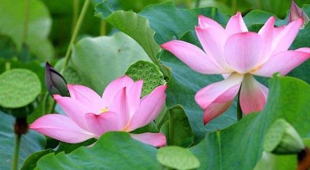 荷叶茶能清热去火吗,夏秋季喝荷叶茶的好处有哪些