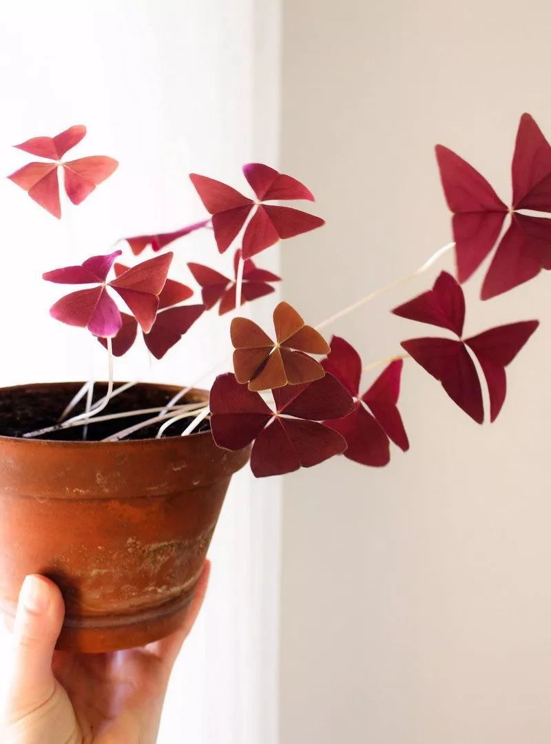 紫色幸运草怎么养才好看,紫色幸运草的盆栽方法什么季节种