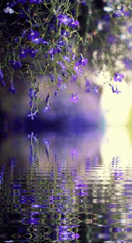 海边水中玫瑰花图片高清大图,最美山水花草倒影图片