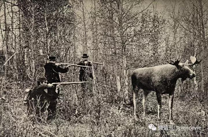 怎么分辨马鹿和梅花鹿尾巴,如何区分驼鹿麋鹿马鹿