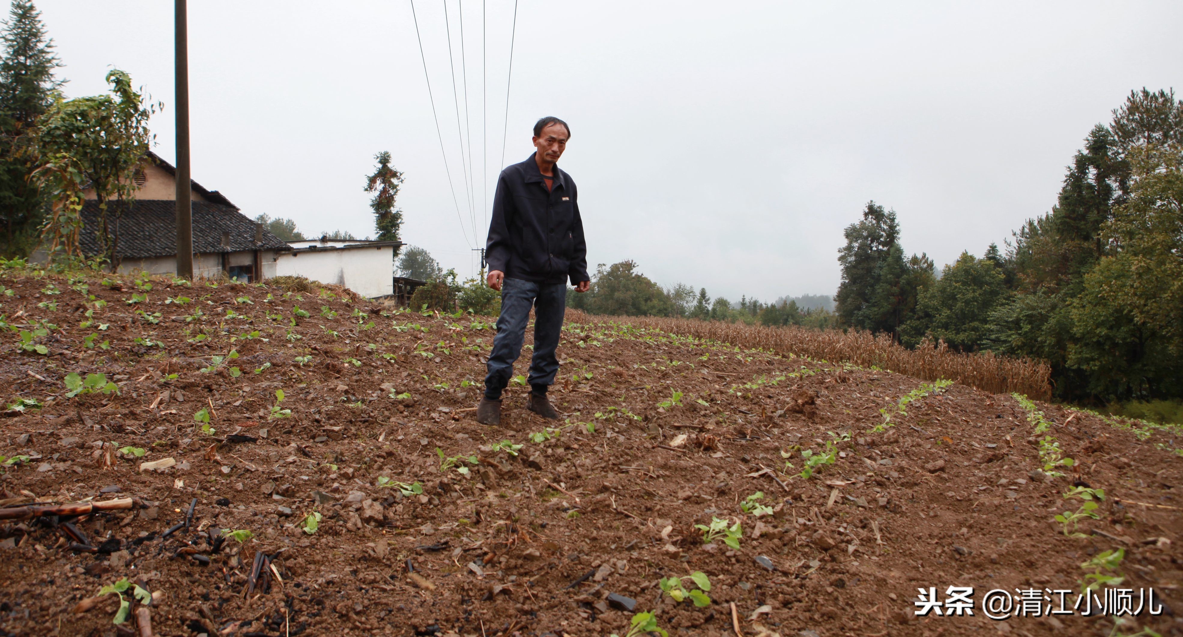 农村大哥爱的奉献,返乡小伙承包土地大面积种植油菜