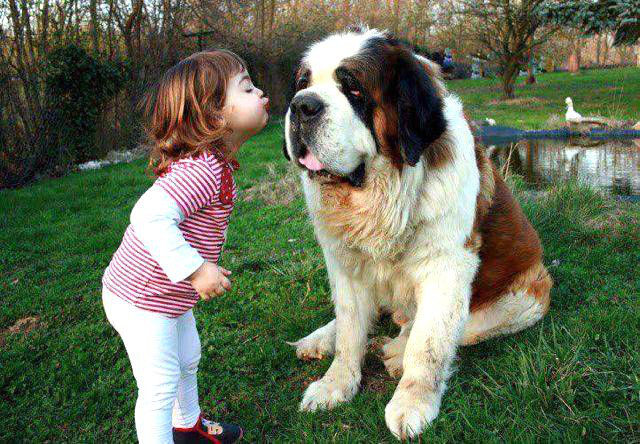 狗狗呕吐怎么办铲屎官看过来,养宠知识狗狗呕吐了怎么办