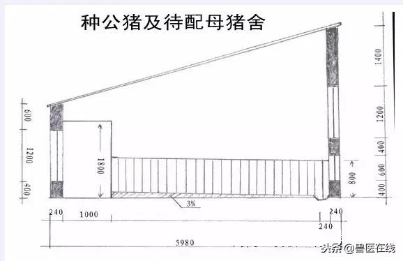 20头母猪猪舍设计图,20头母猪栏设计图