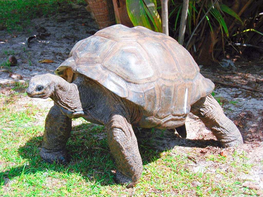 乌龟被挖出来,乌龟被剥了壳的样子