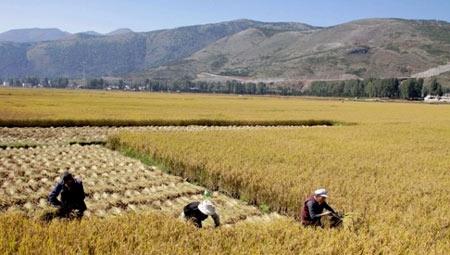 秋天的怀念，文/高令亚