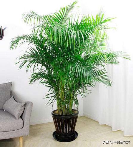 客厅养什么比较旺财,家里养什么对风水好招财走运