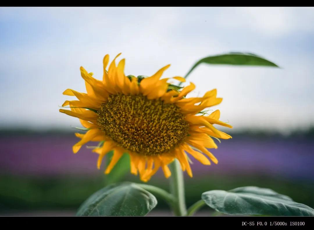 松下全画幅微单s5对焦,松下s5全画幅微单变焦镜头推荐