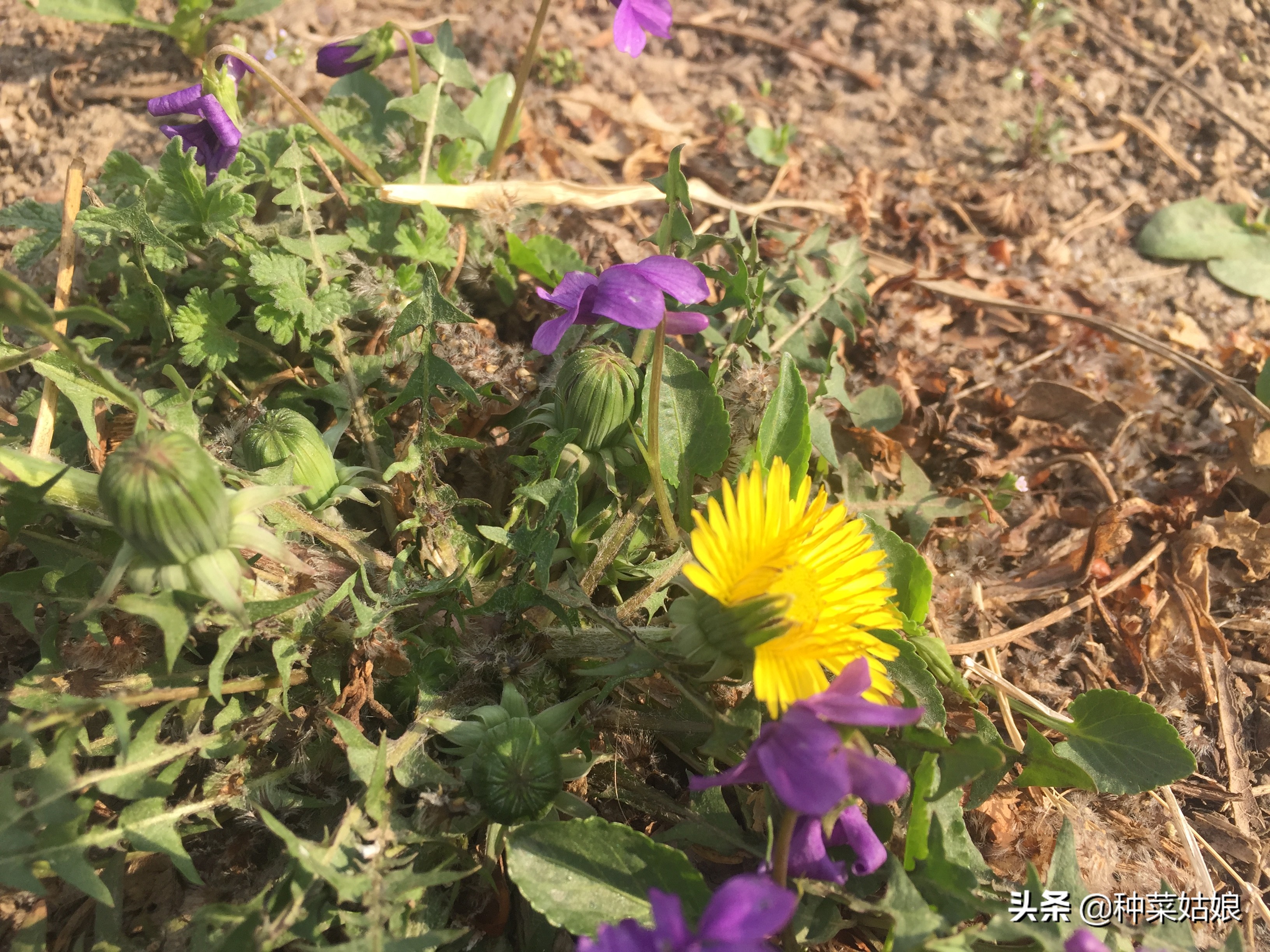 野生蒲公英种子播种方法全过程,蒲公英种子怎样播种怎样移栽