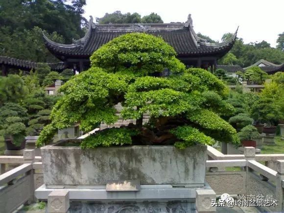 精品雀梅盆景名称,值得收藏的盆景作品欣赏