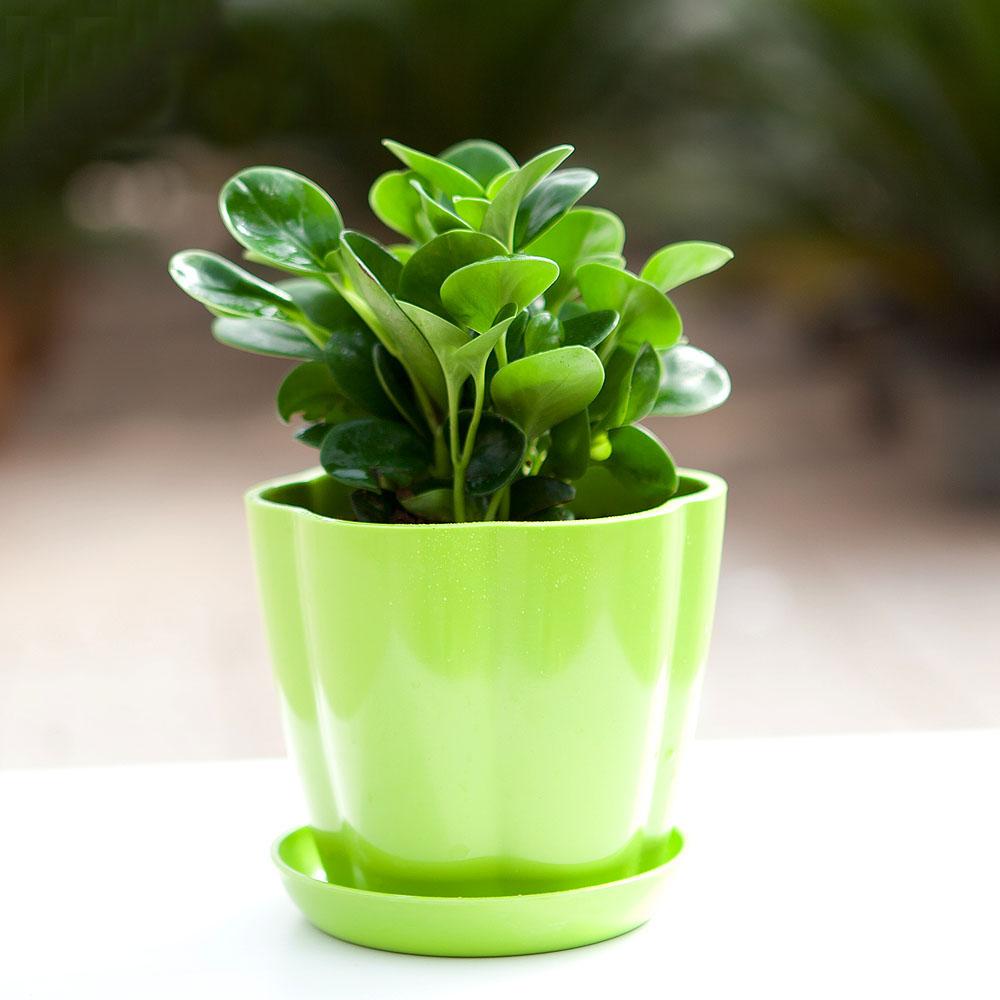 养的花叶子发黄了怎么办,花卉叶子焦尖和发黄