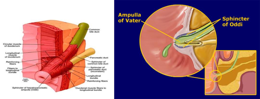 胆囊变异解剖图,胆道血供解剖