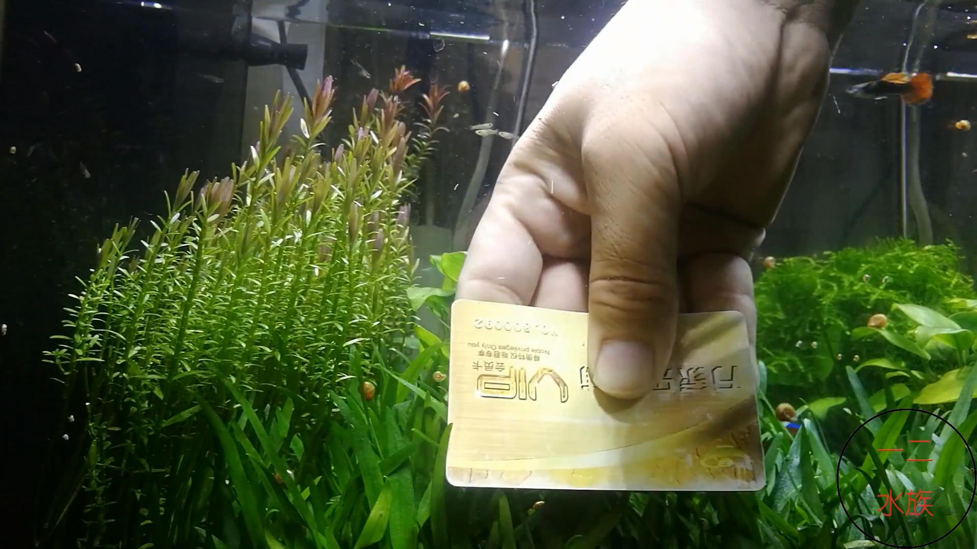 清除鱼缸绿藻的工具,除藻剂可以去草缸玻璃上绿藻吗