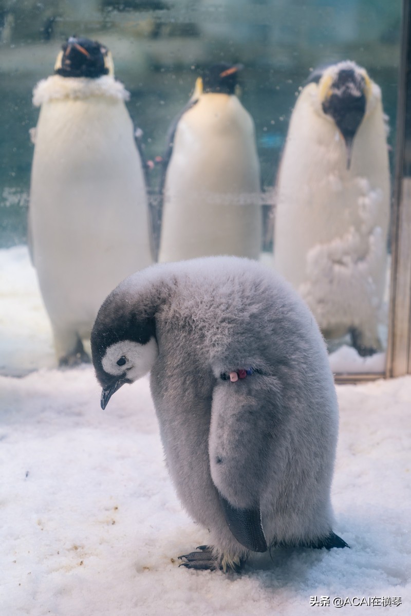 吃喝玩乐in珠海,珠海吃喝玩乐一体的地方