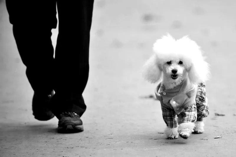 养狗和养娃一样一样滴3~妞妞狗患了角膜炎,治疗费花了一万多