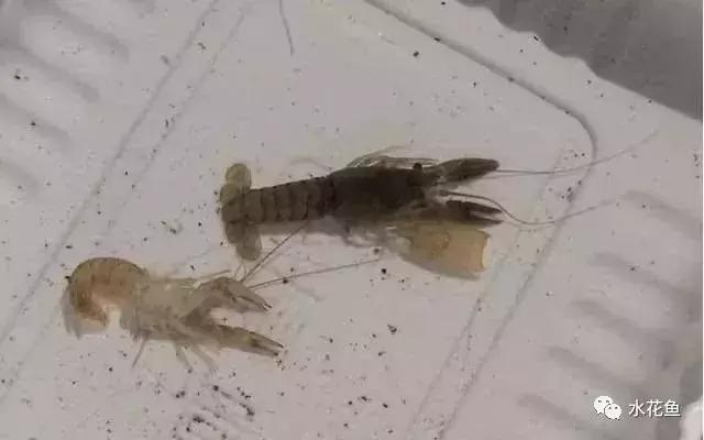 新开的塘养殖小龙虾需要注意什么,小龙虾养殖五月要注意事项