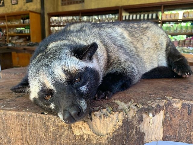猫屎咖啡到底有多昂贵,为什么猫屎咖啡是世上最贵的