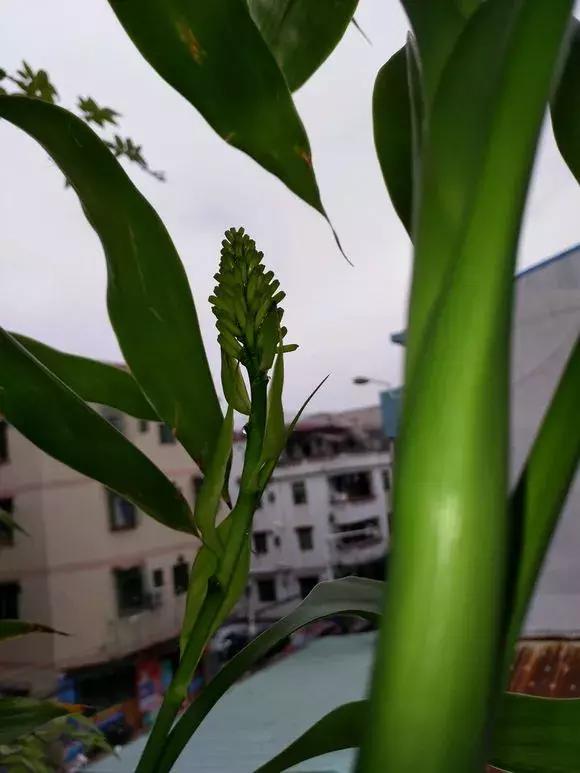 家里三种最旺财的花卉,家里招财旺宅的花