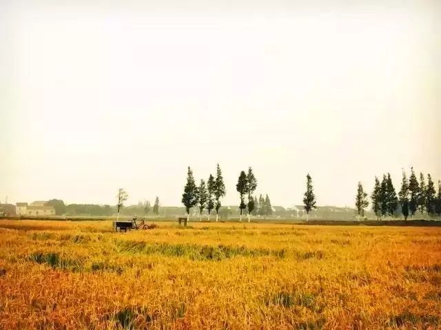 在上海拥有这样一个露台多幸福,在上海有一种温暖叫邻里互助