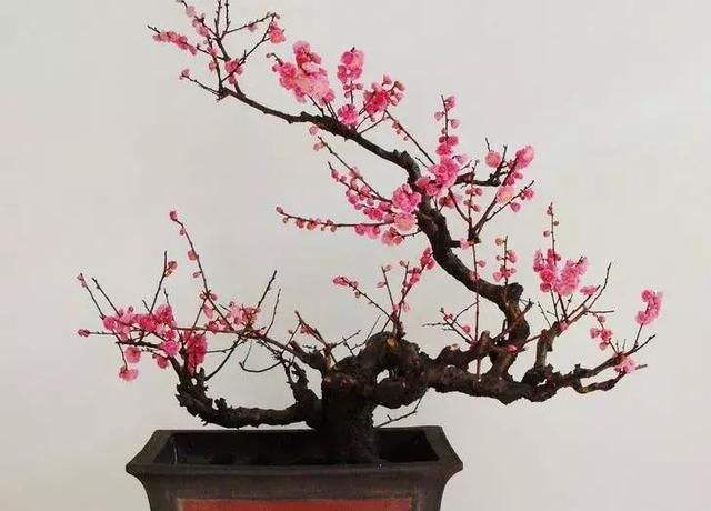 水梅花常见病虫害的防治,梅花病害主要内容