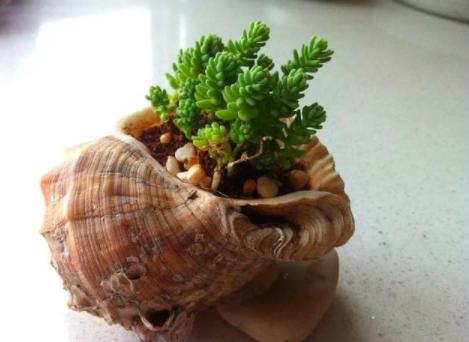 夏天耐热露天最好养的多肉,冬天夏天不用搬回室内养的多肉