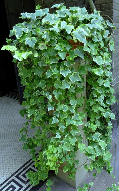 好养的盆栽花卉大全,人养花花