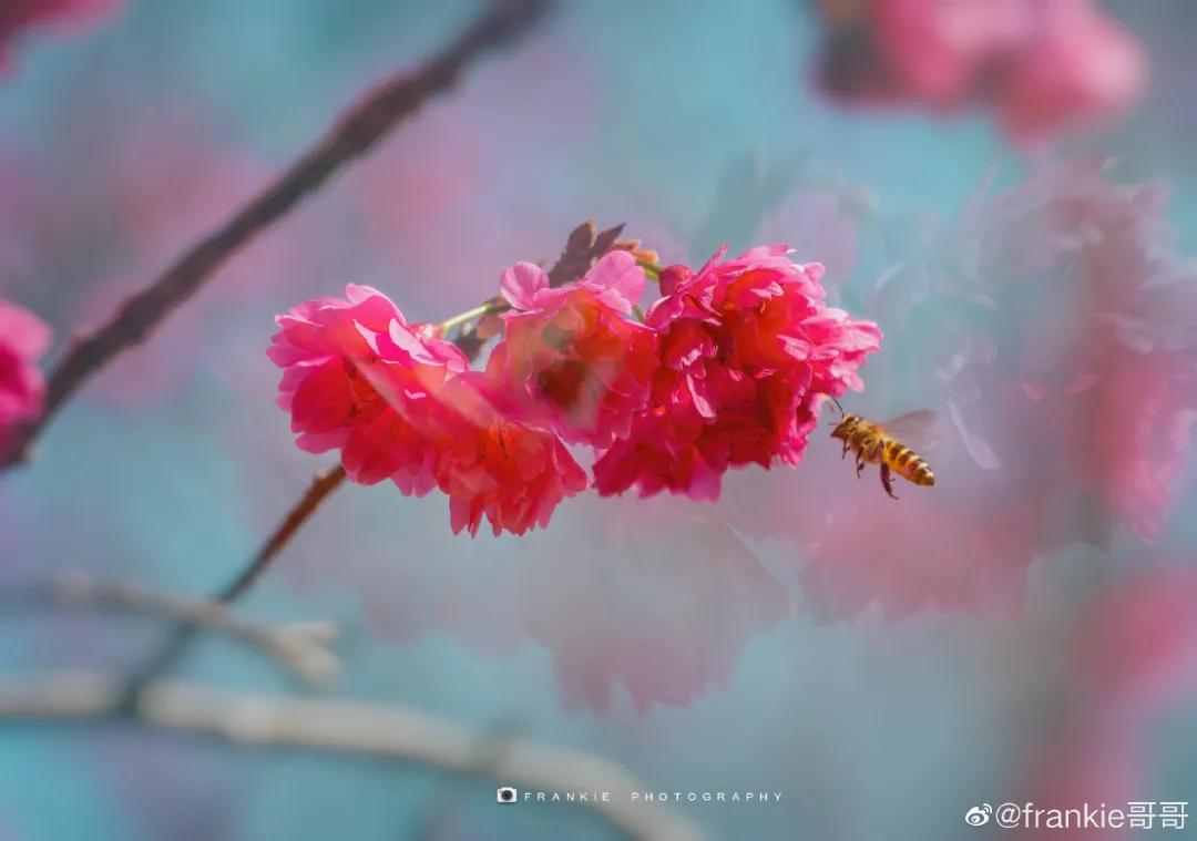 广州现在花开的季节,广州现在什么花开了