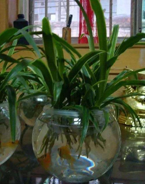 池塘养观赏鱼对水要经常怎么处理,养鱼不注意这几点对鱼伤害很大