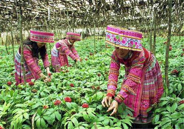 云南白药三七种植,云南三七与云南白药有什么区别