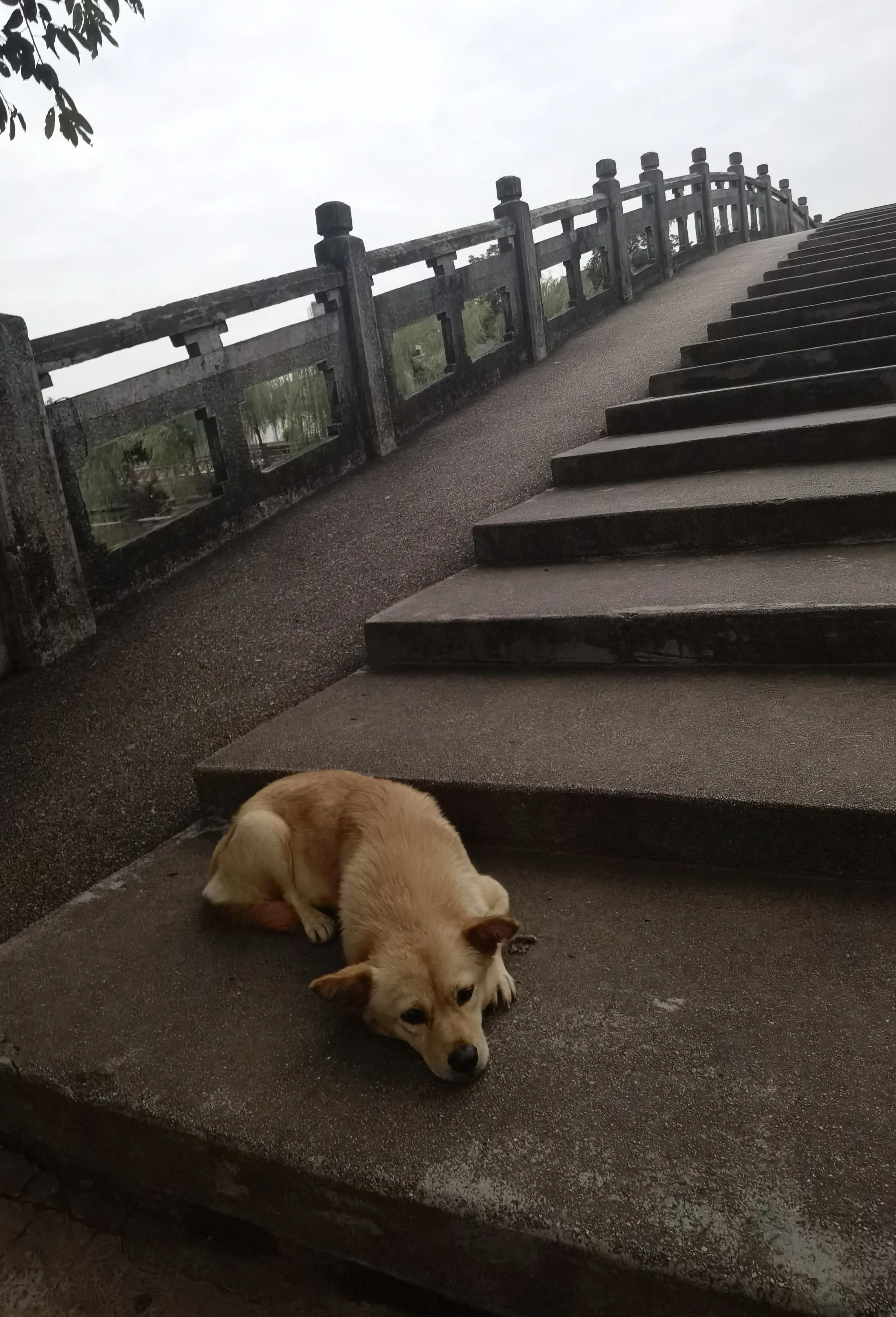 珠玑古巷历史简介,名副其实诗句