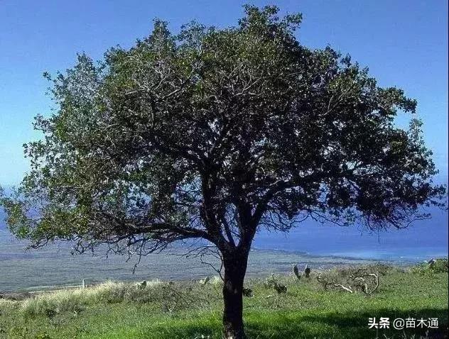 未来五年最值钱的树种,十大名贵树种多少钱