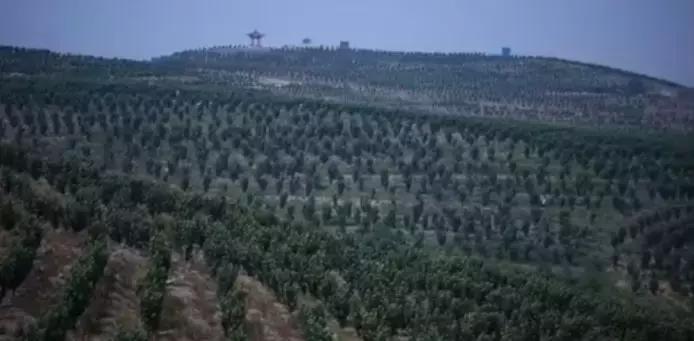 石头缝里长出的榛子树，你见过吗？