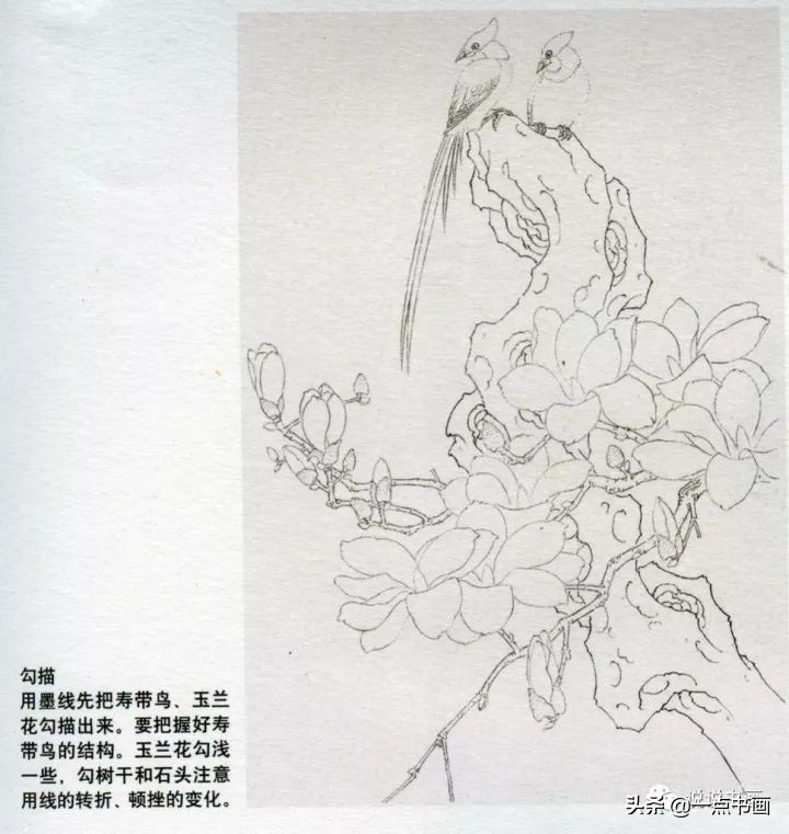 玉兰花的画法和枝干布局,玉兰花的素描画法步骤图