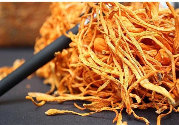 蛹虫草人工种植好种吗,蛹虫草的培育技术与管理