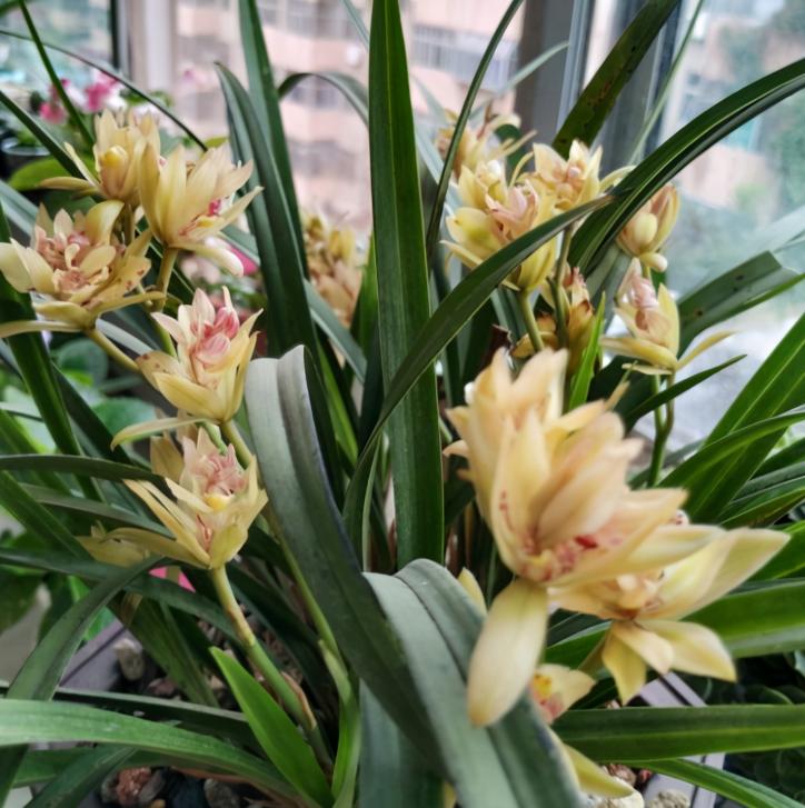 建兰奇花有哪些品种,富山奇蝶建兰多瓣奇花