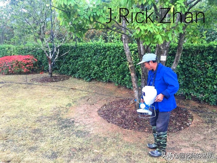 高尔夫果岭草坪家庭院子种植,麦冬草坪种植方法和注意事项